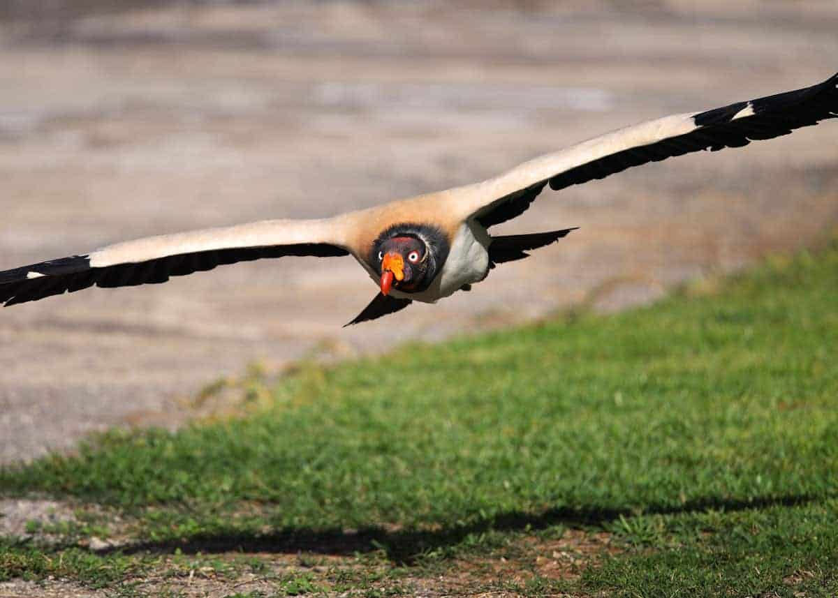 King vulture flight