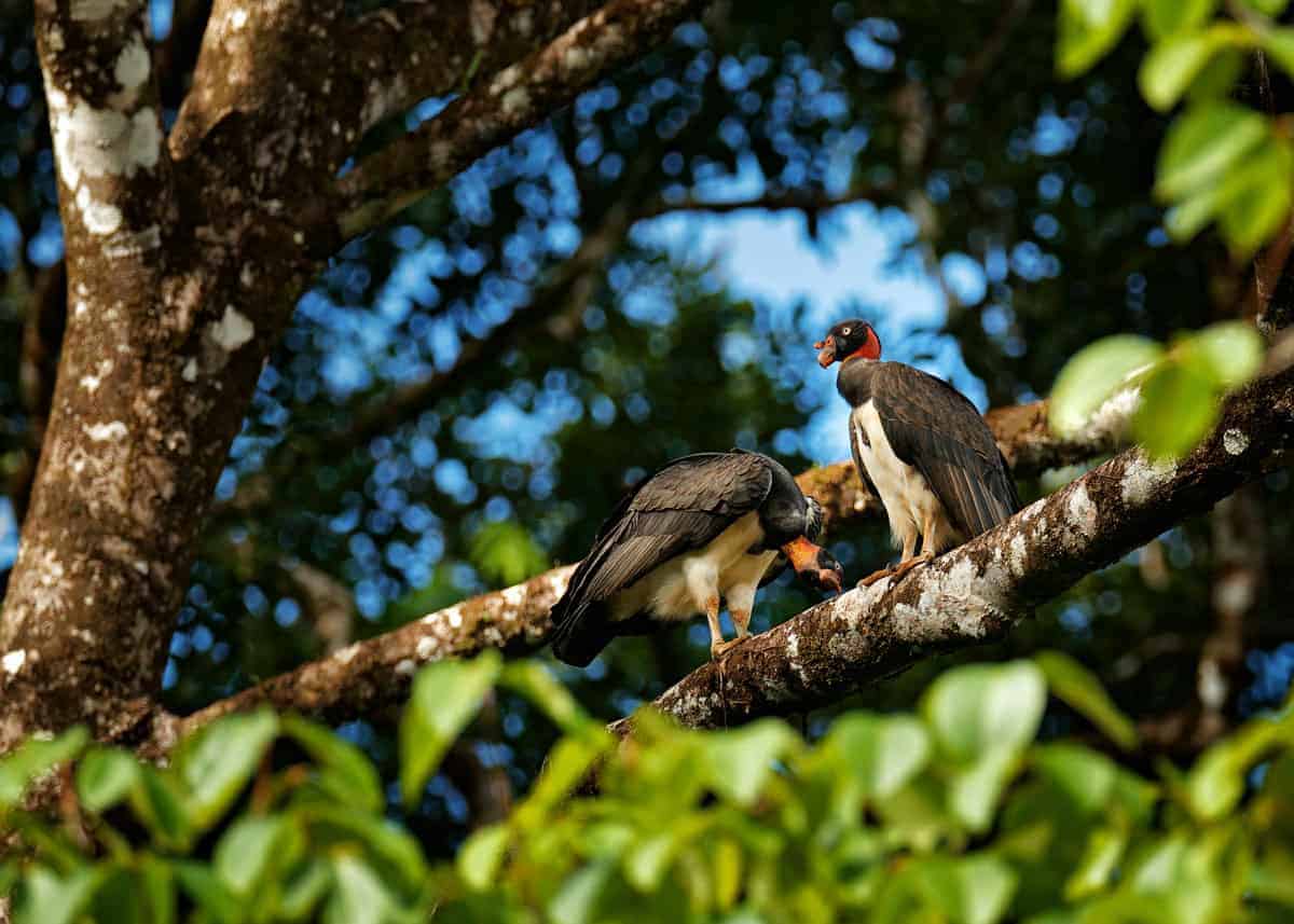 King vulture habitat