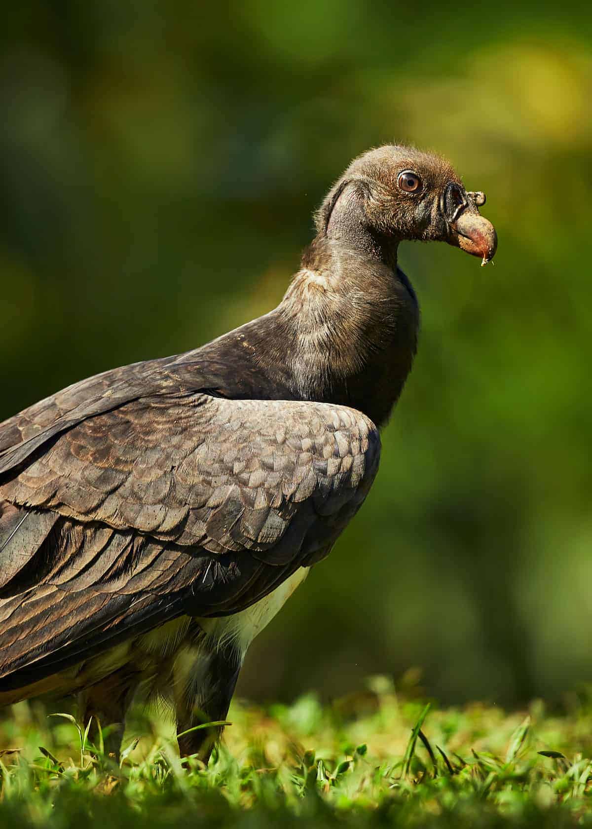 Young king vulture