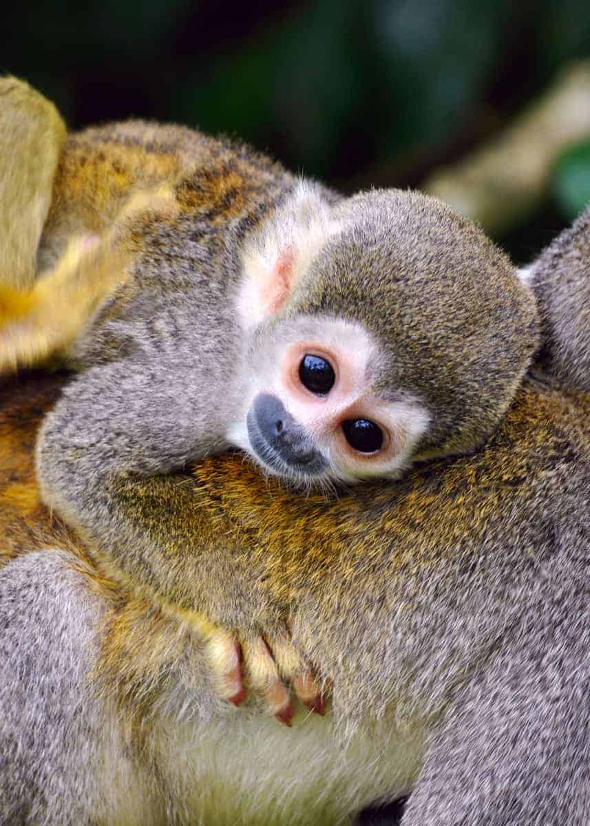 Baby squirrel monkey