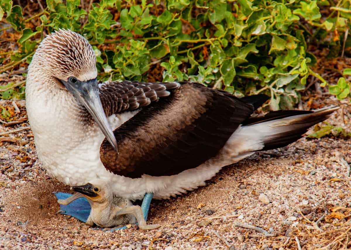 blue footed booby chick