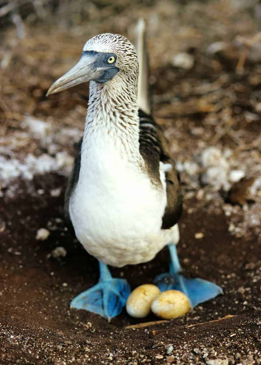 Blue footed booby eggs