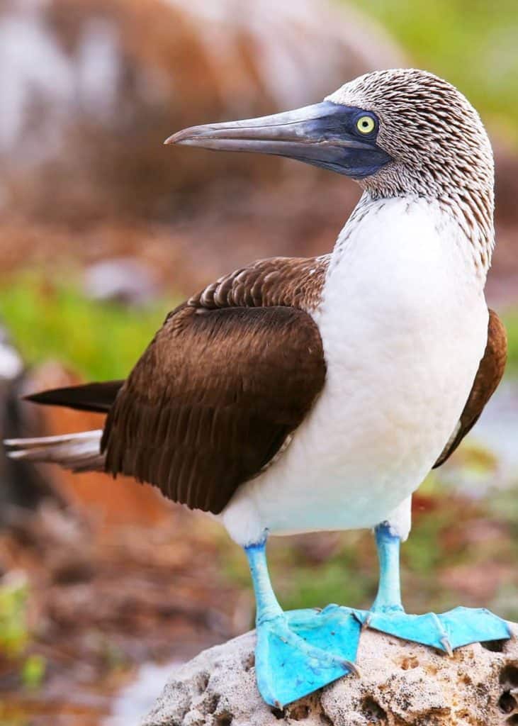 Blue footed booby facts