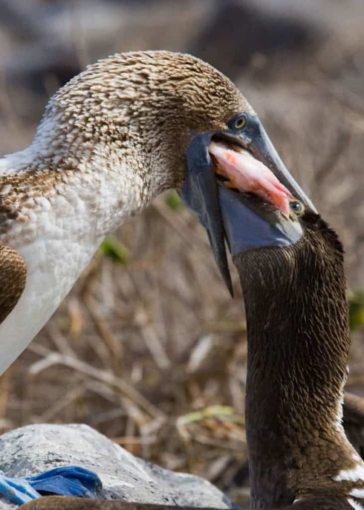 Blue footed booby feeding young