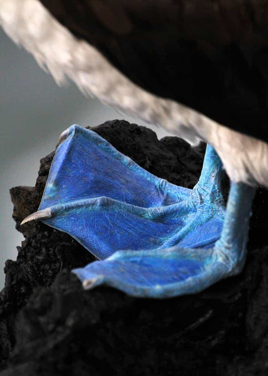 Blue footed booby feet