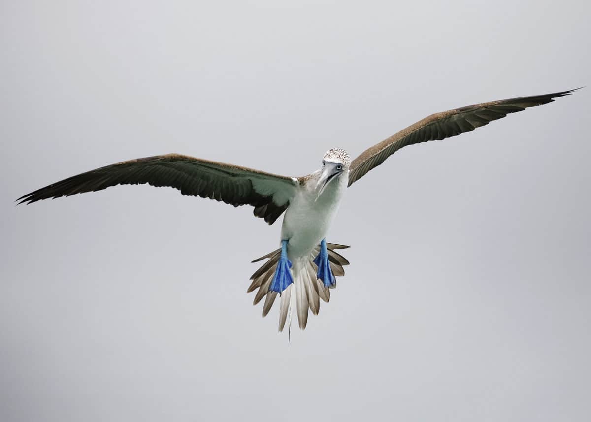 Blue footed booby flying