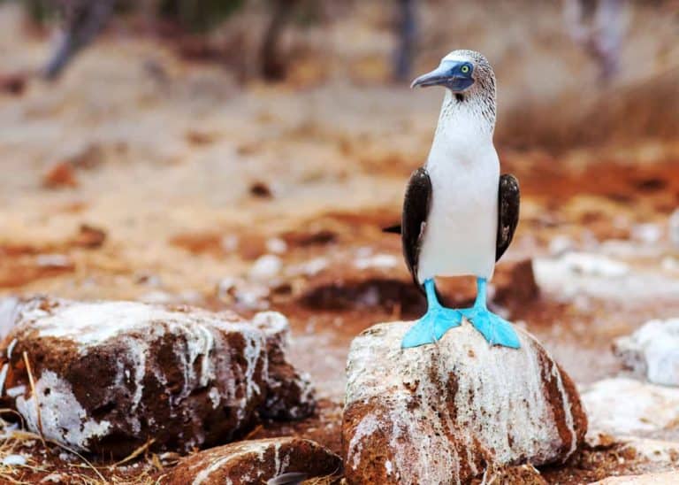 43 Blue-footed Booby Facts: Dancing, Dive Bombing Clowns (Sula nebouxii)