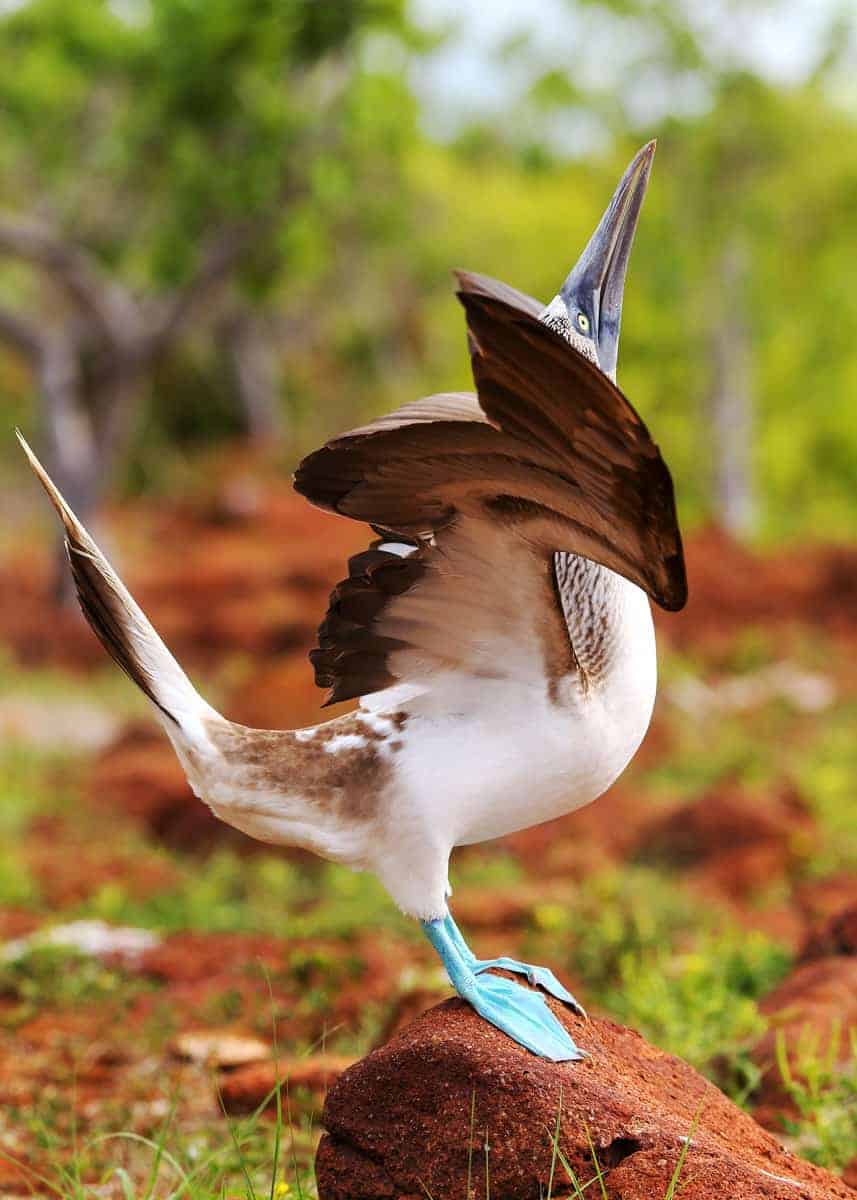 Blue footed booby mating ritual