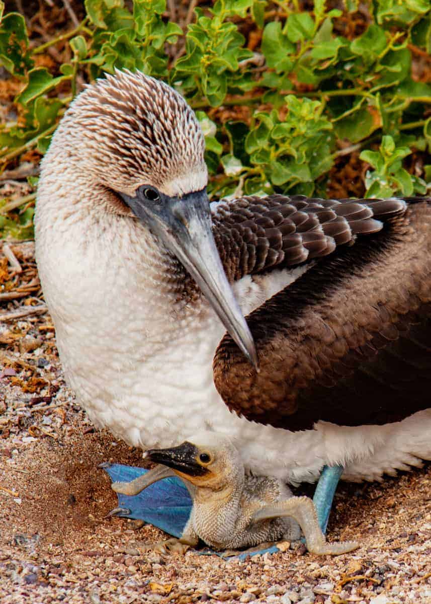 Blue footed booby nest