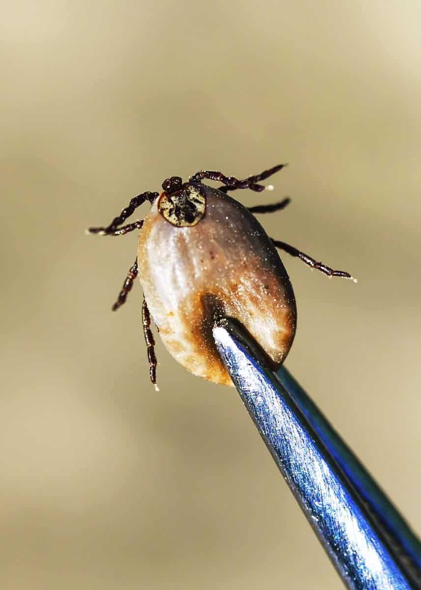 how long will a tick stay on a dog