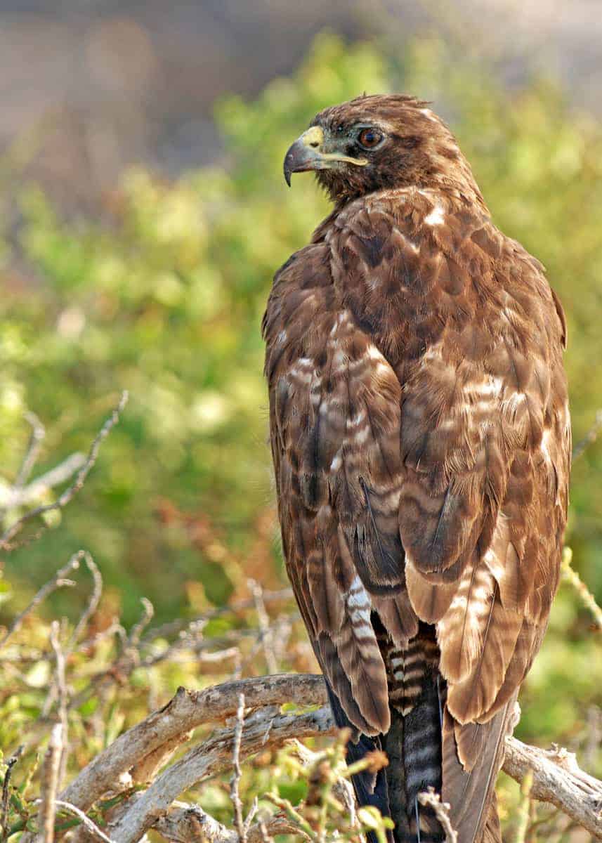 Facts about Galapagos hawks