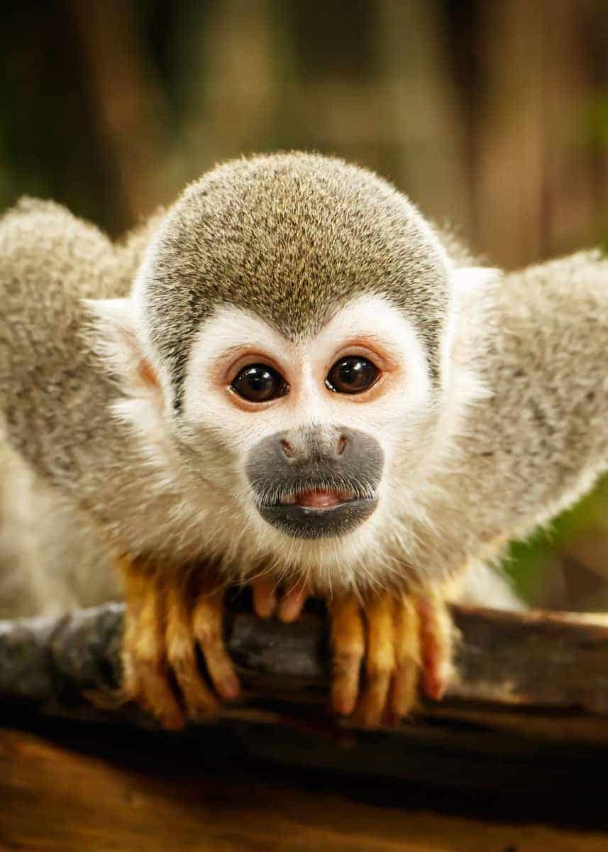 facts about squirrel monkeys