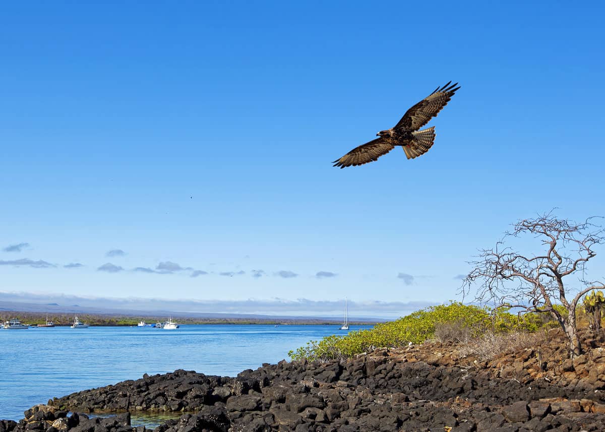 Galapagos hawk facts