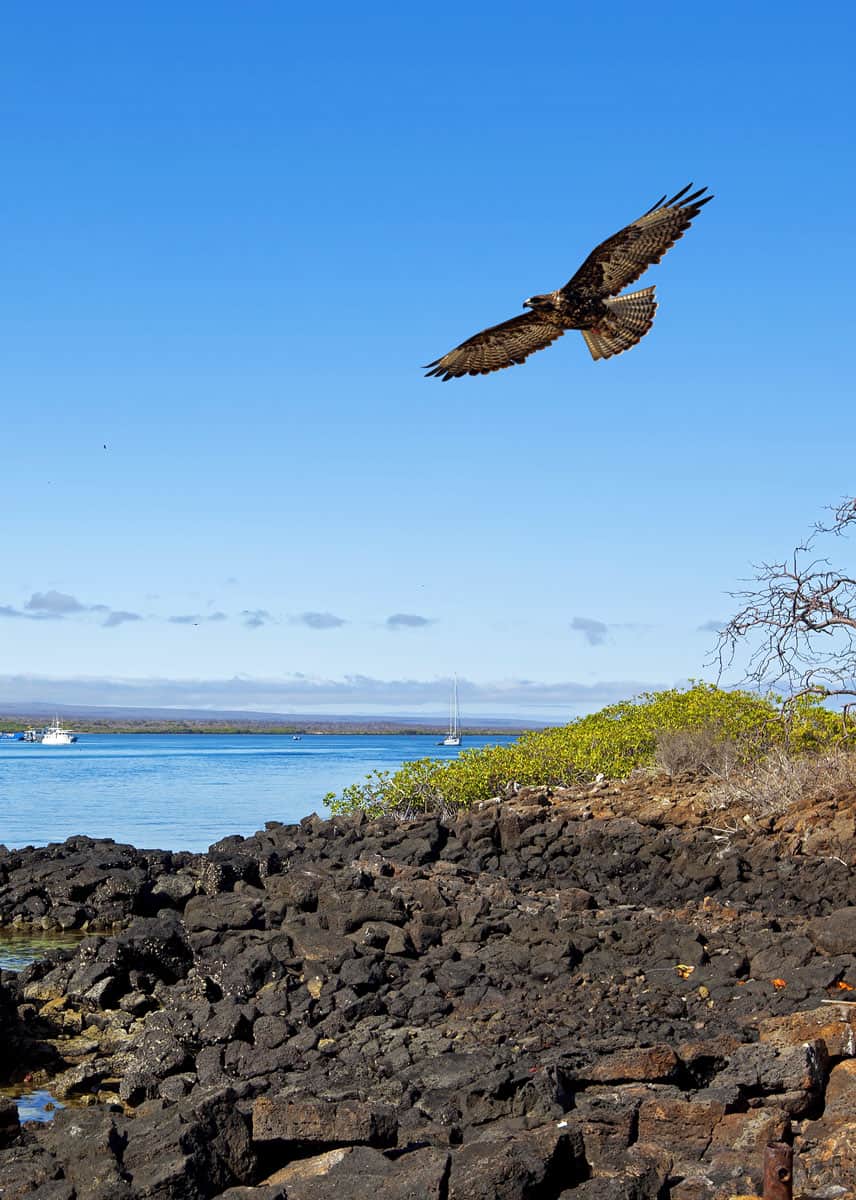 Galapagos hawk in flight