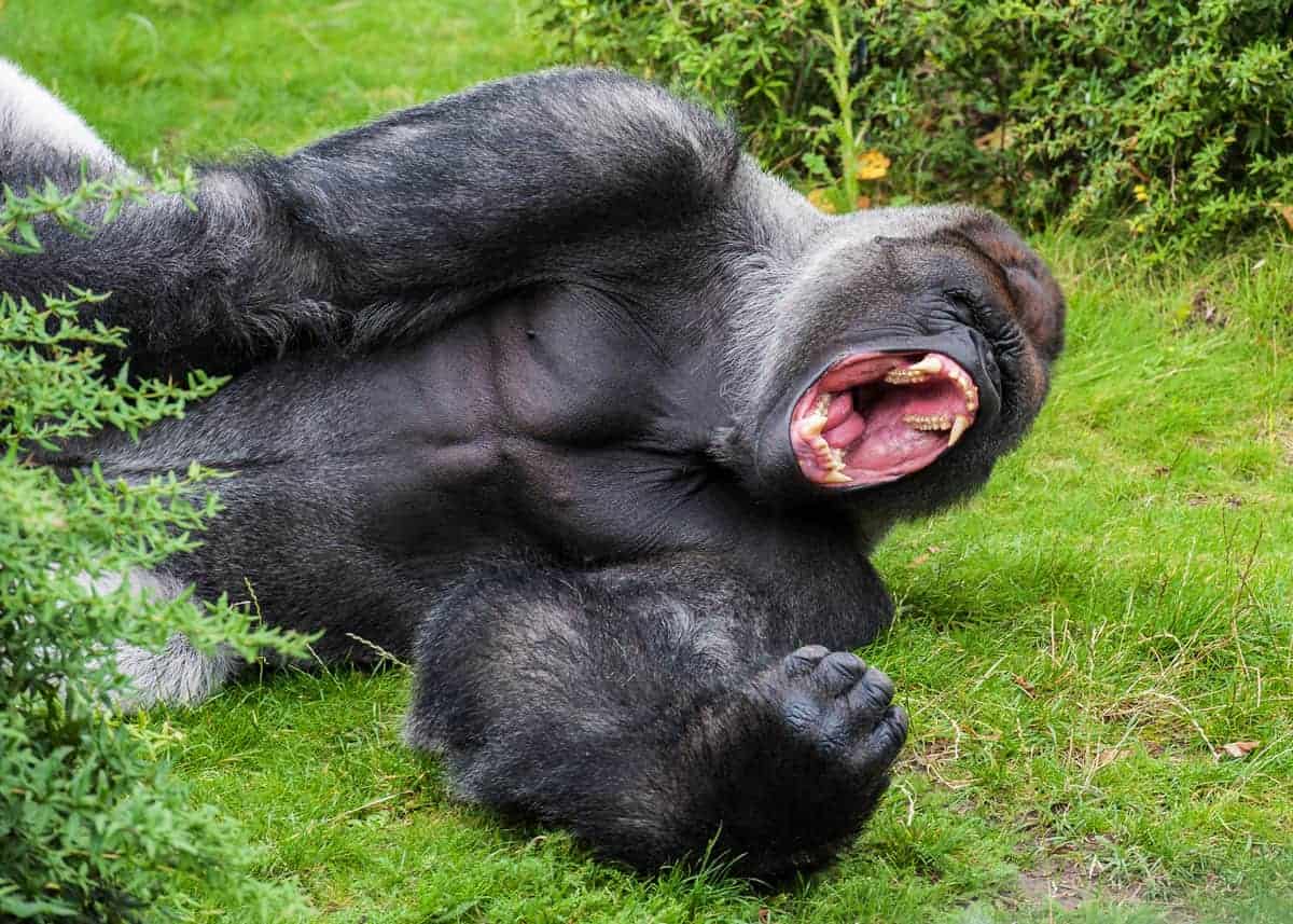 silverback gorilla vs.lion