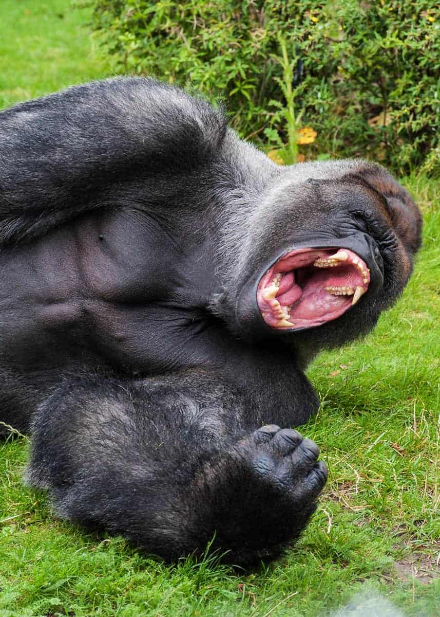 How strong are gorillas