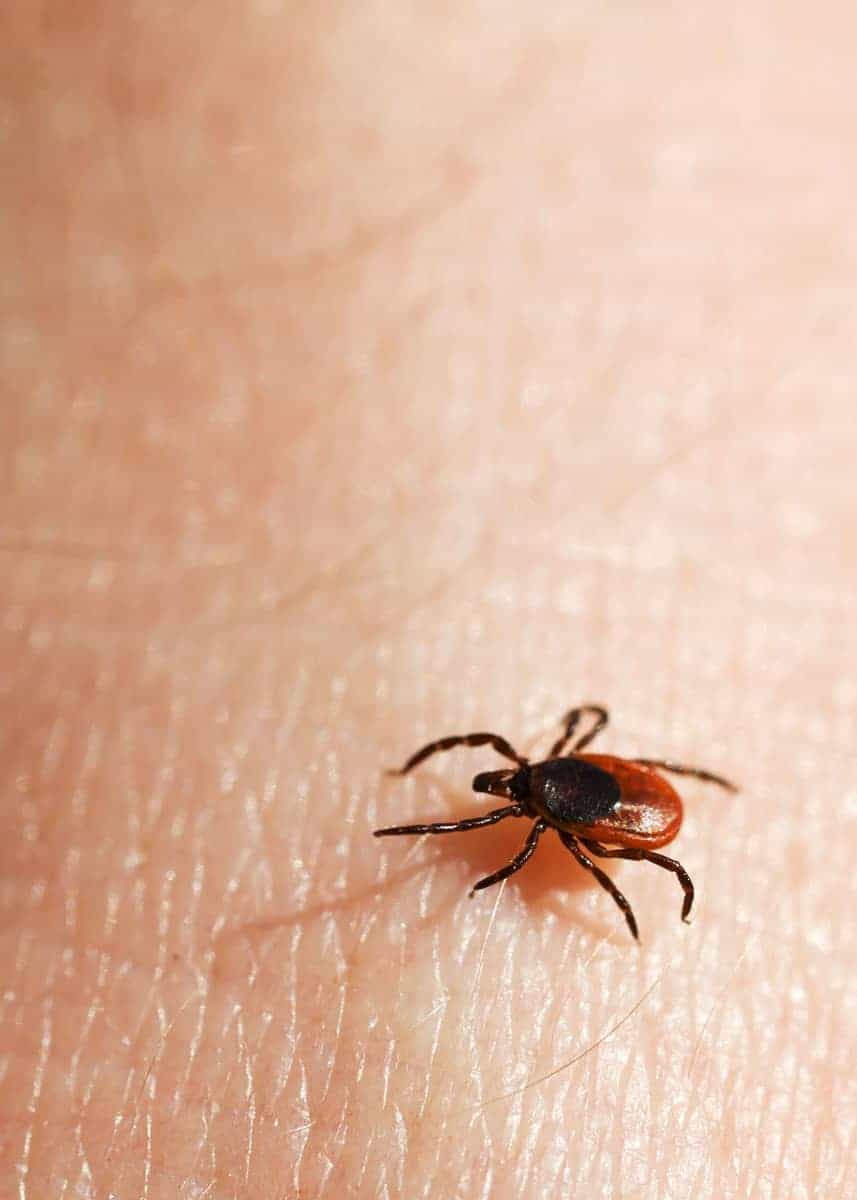 how to kill a tick