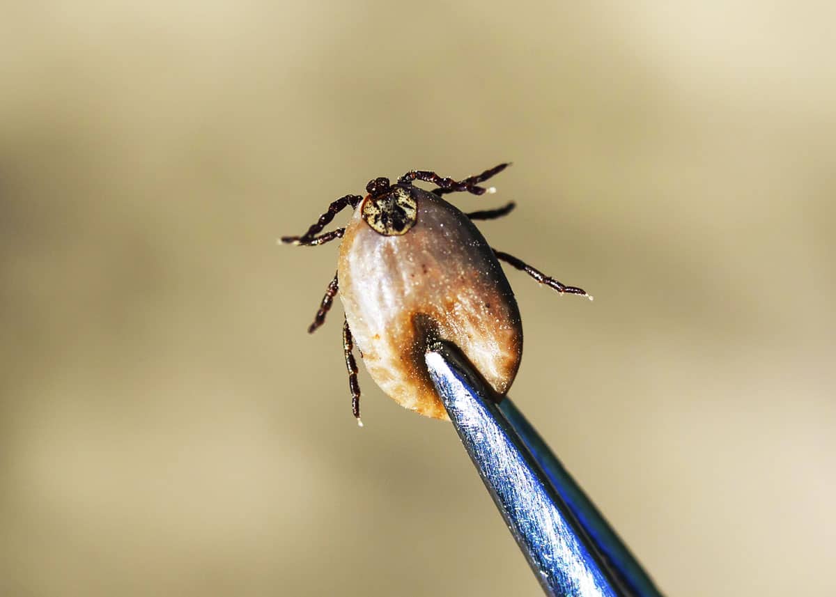 how do you remove a dead tick from a dog