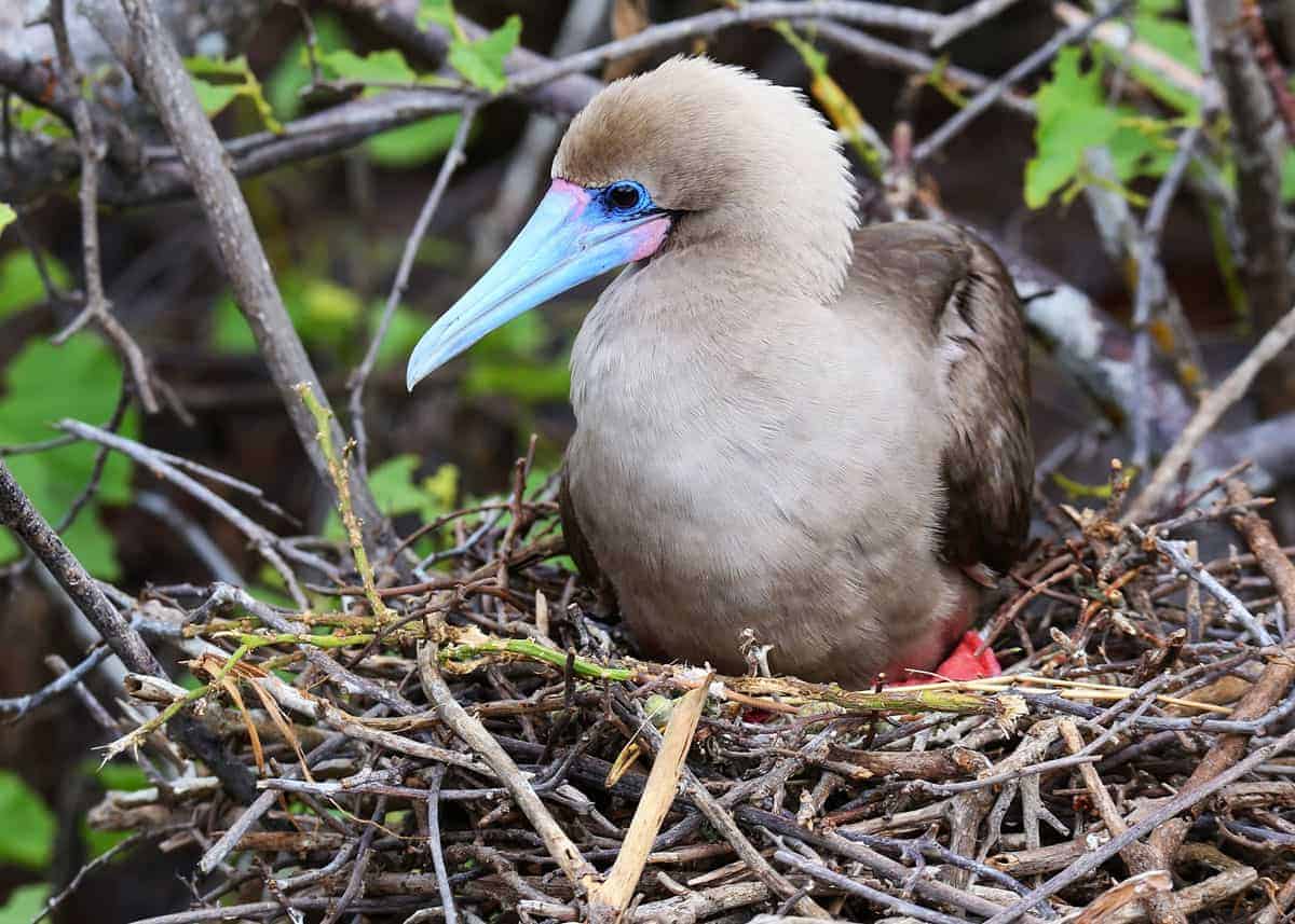 Nesting red footed booby