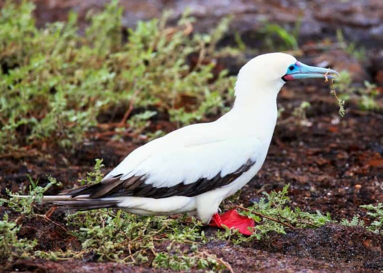 25 Red-footed Booby Facts: Color Morphs, Tree Clinging Webbed Feet… (Sula sula)