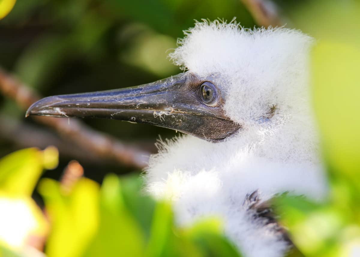 Red footed booby chick