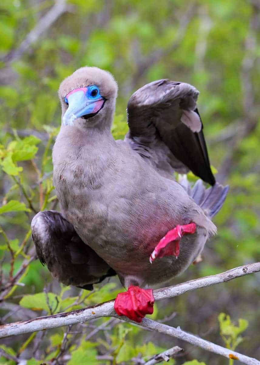 Red footed booby Galapagos