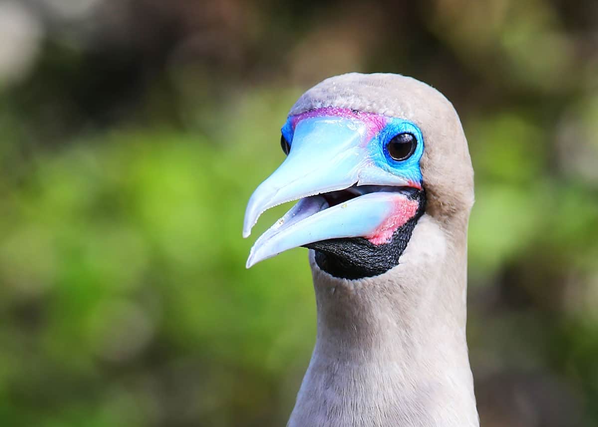Red footed booby markings