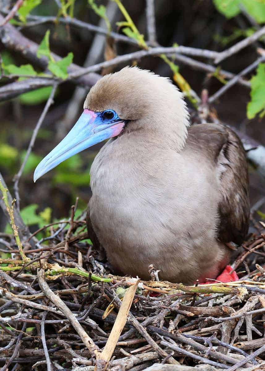 Red footed booby mating