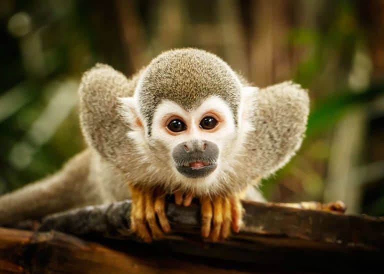 35 Squirrel Monkey Facts: All 5 Saimiri Species (Plus 8 Subspecies)