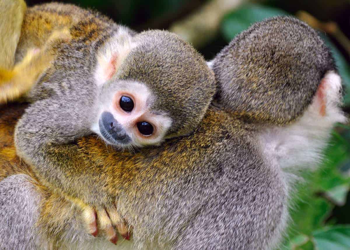 squirrel monkey baby