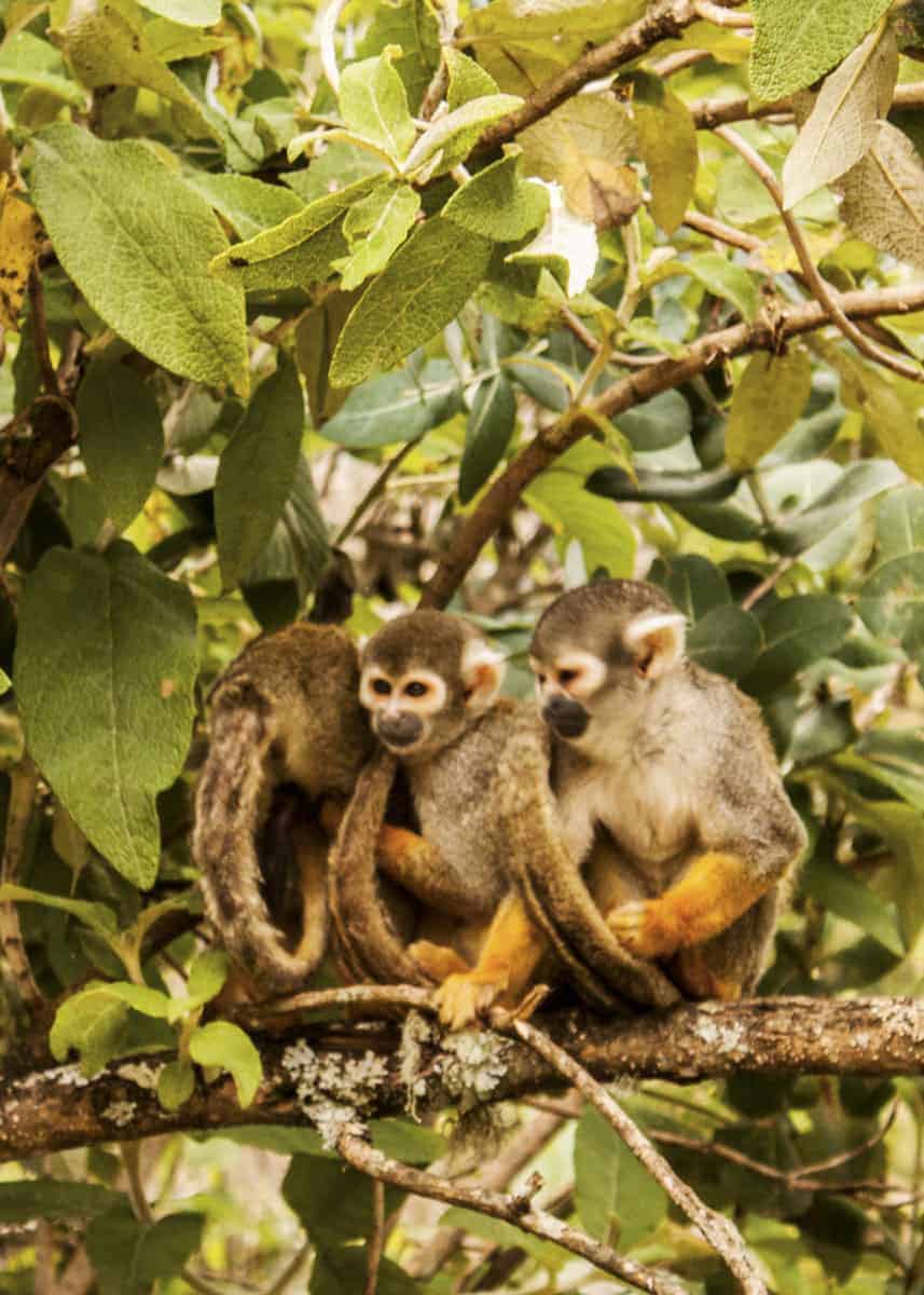 squirrel monkeys ecuador