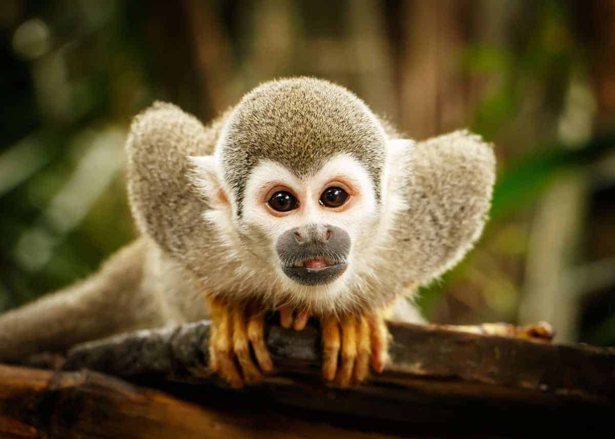 squirrel monkey