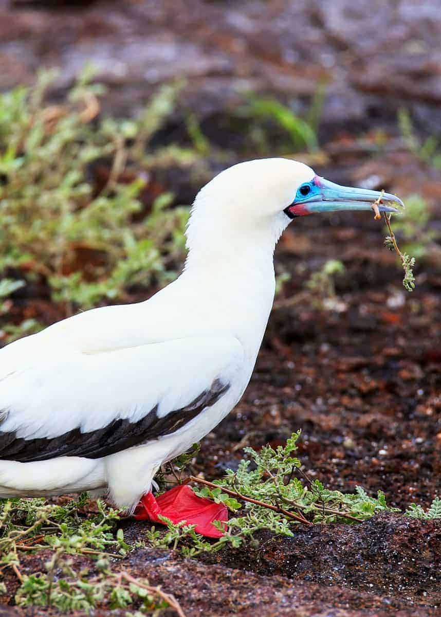 Sula sula red footed booby