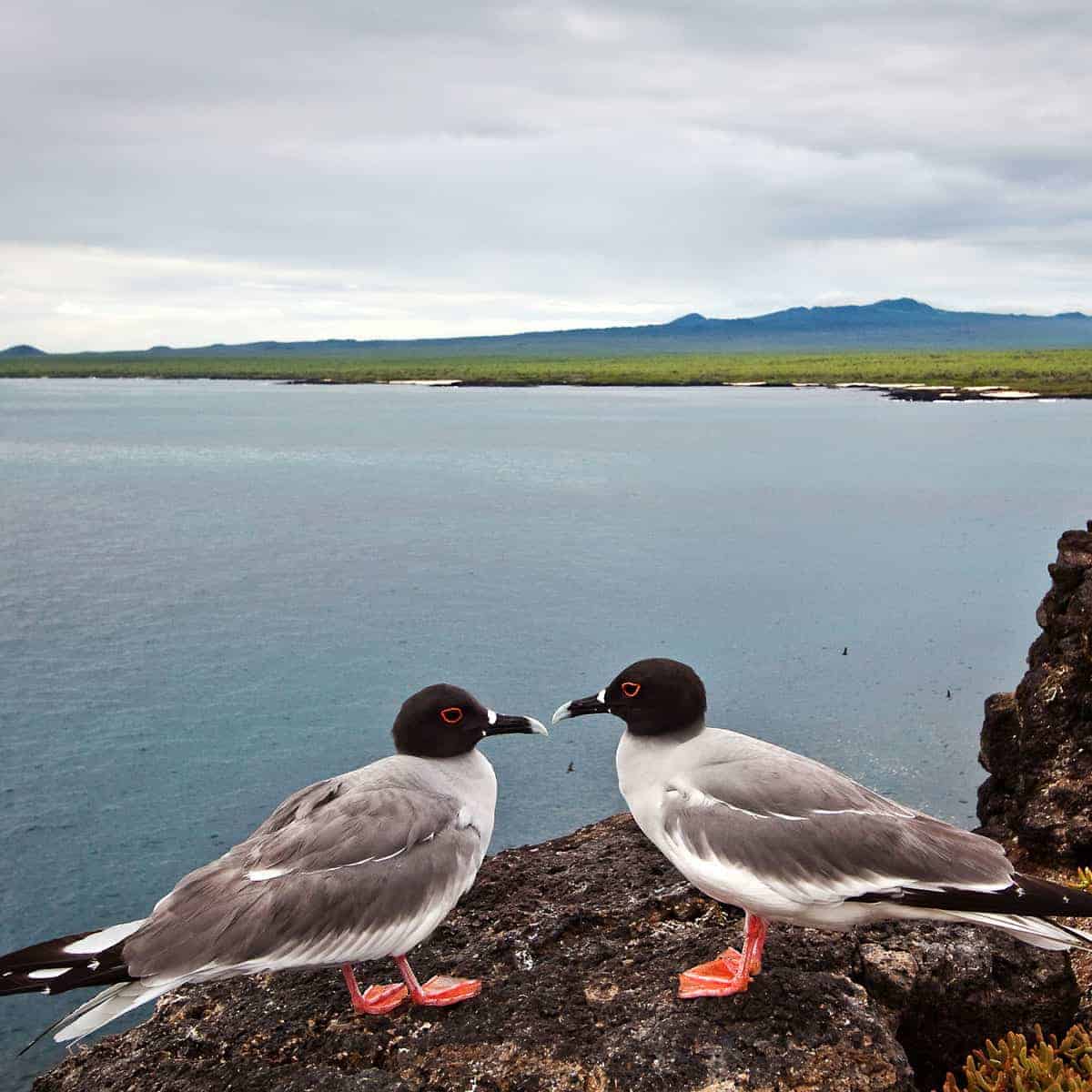 Swallow tailed gulls Galapagos