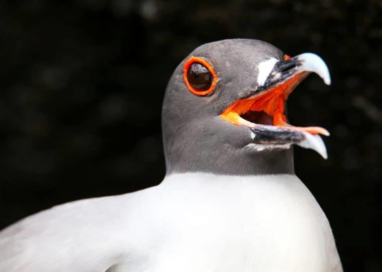28 Swallow-tailed Gull Facts: World’s Only Fully Nocturnal Gull and Seabird