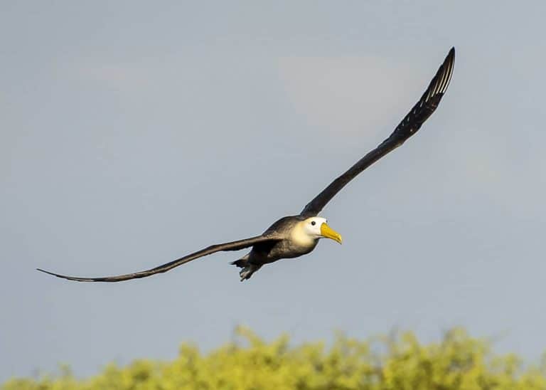 25 Waved Albatross Facts: Largest Galapagos Bird (It has 8ft Wingspan!)
