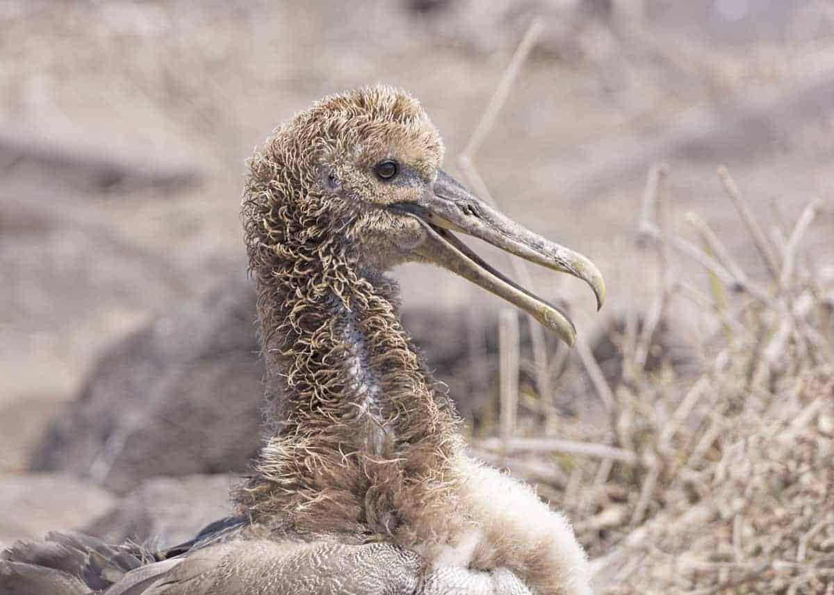 Waved albatross baby