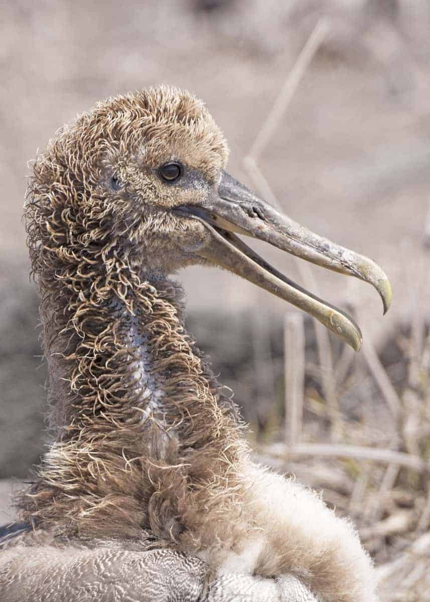 Waved albatross chick