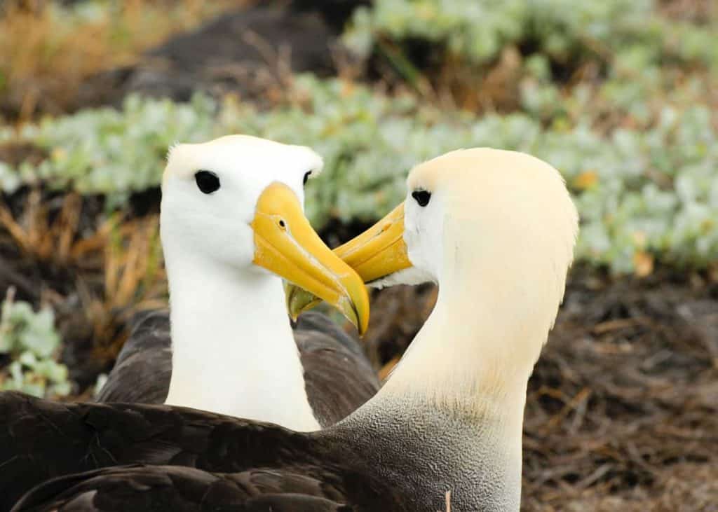 Waved albatross pair