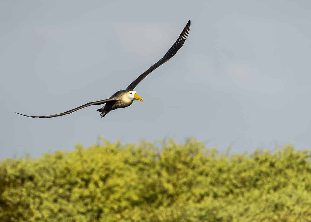 Waved albatross wingspan