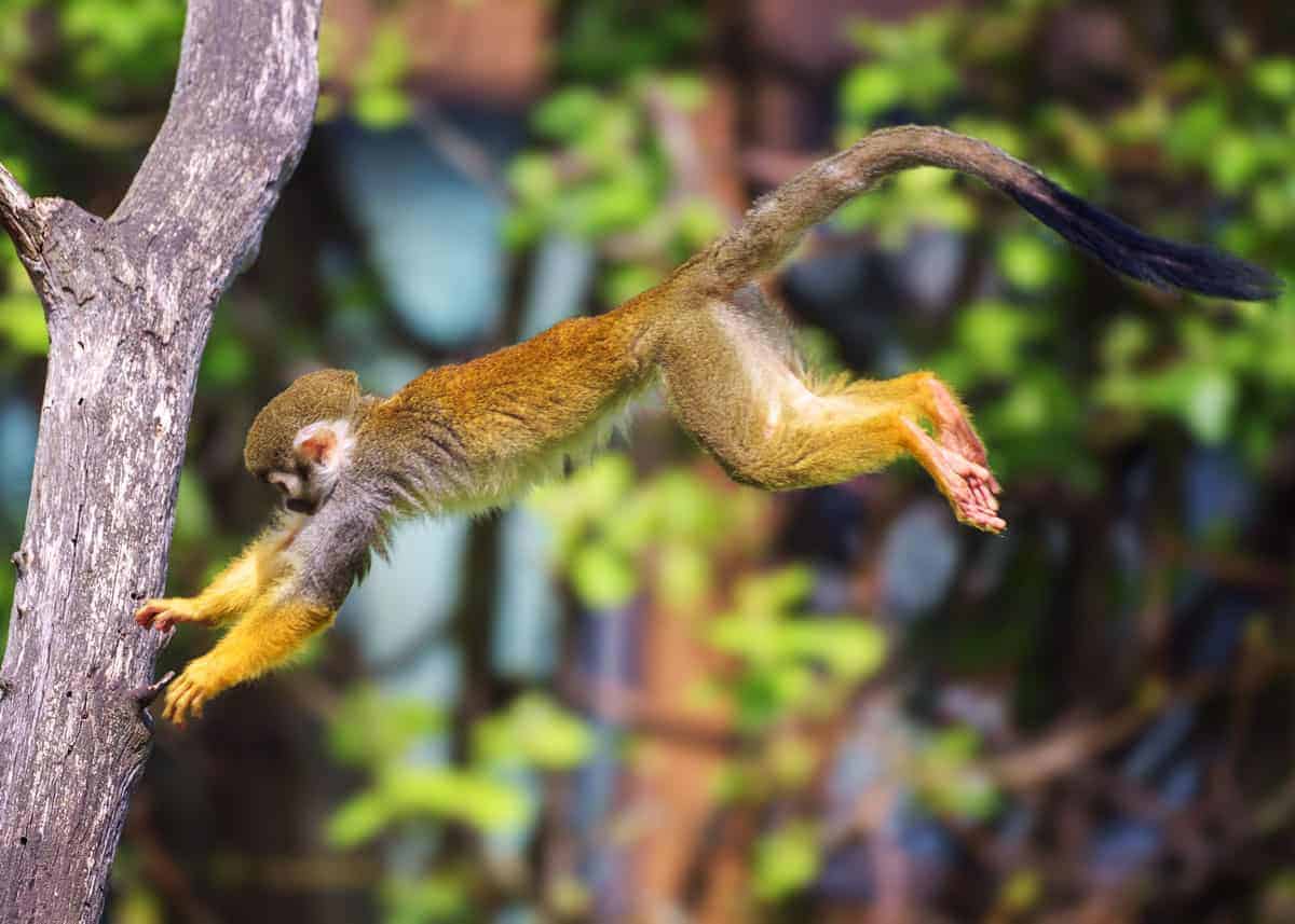 what do squirrel monkeys eat