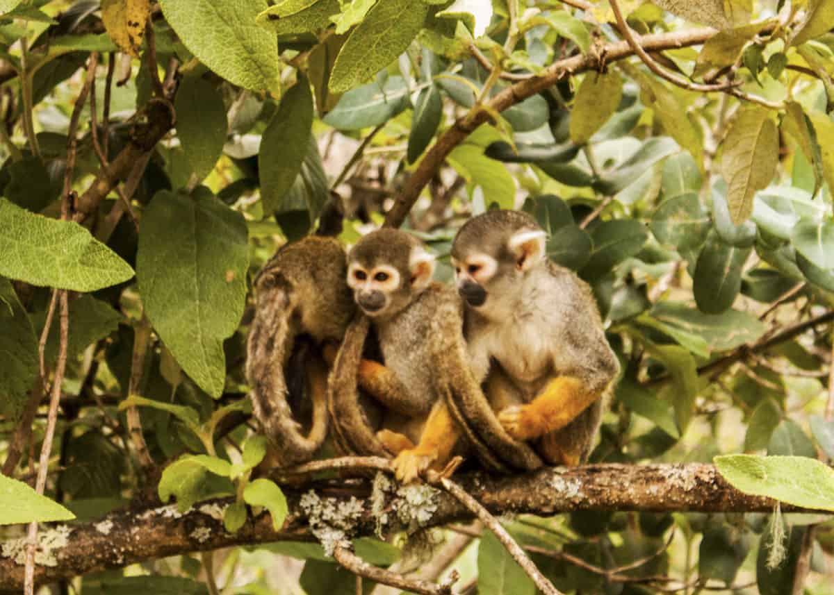 wild squirrel monkeys