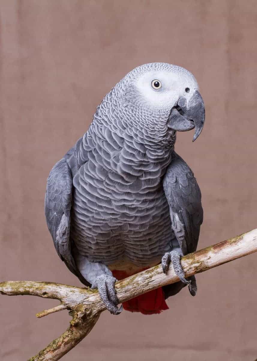 african grey bite