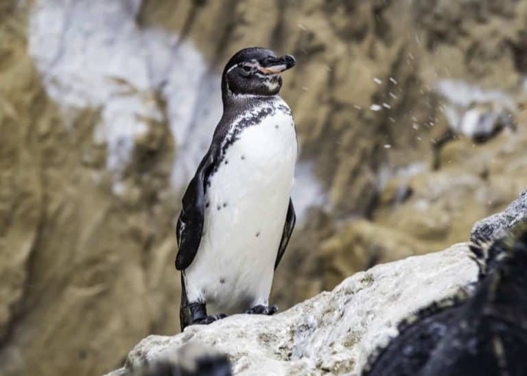 43 Galapagos Penguin Facts: Tropical Guide (Spheniscus mendiculus)