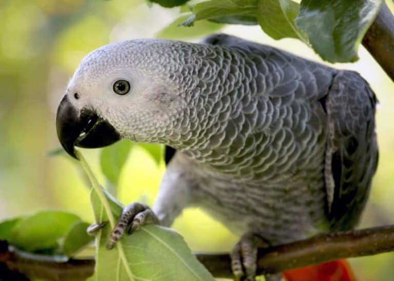 44 African Grey Parrot Facts (Complete Guide) Talkative Congo Grey Parrot