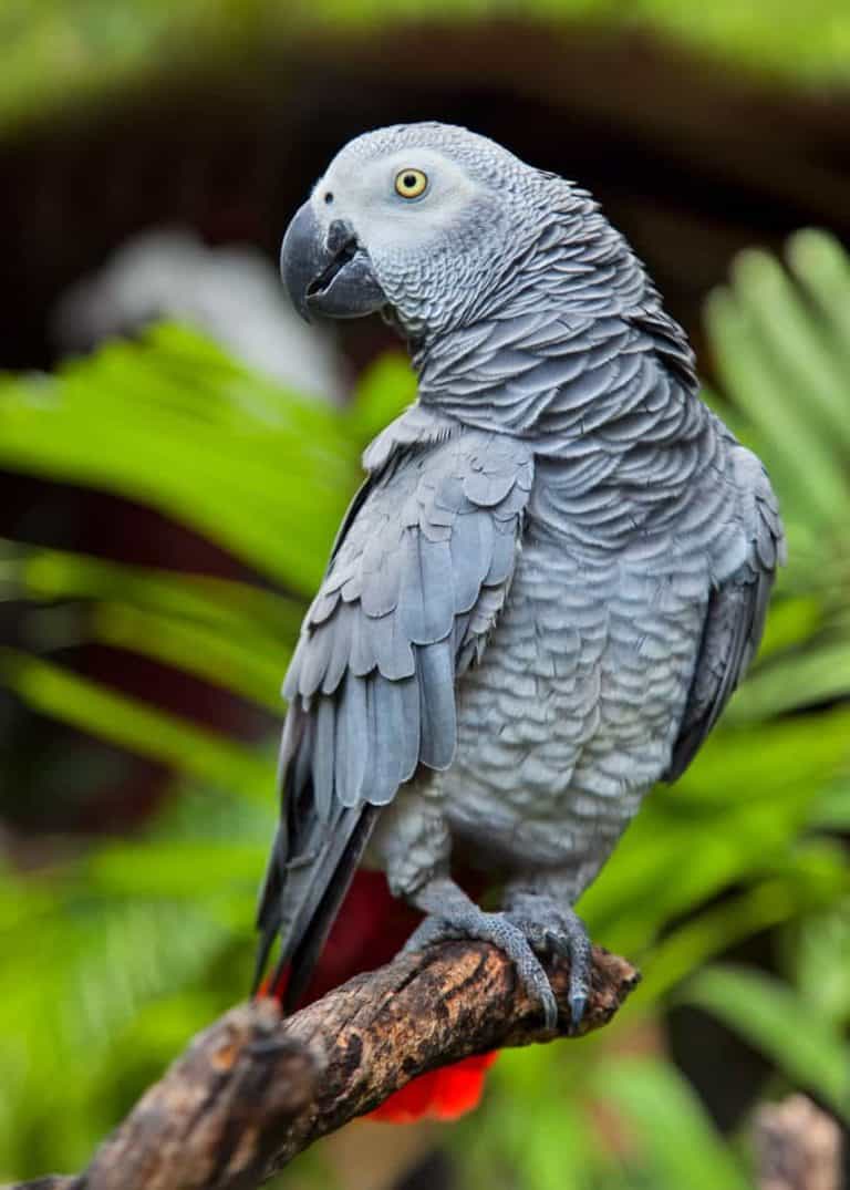 44 African Grey Parrot Facts Guide) Talkative Congo Grey Parrot Storyteller Travel