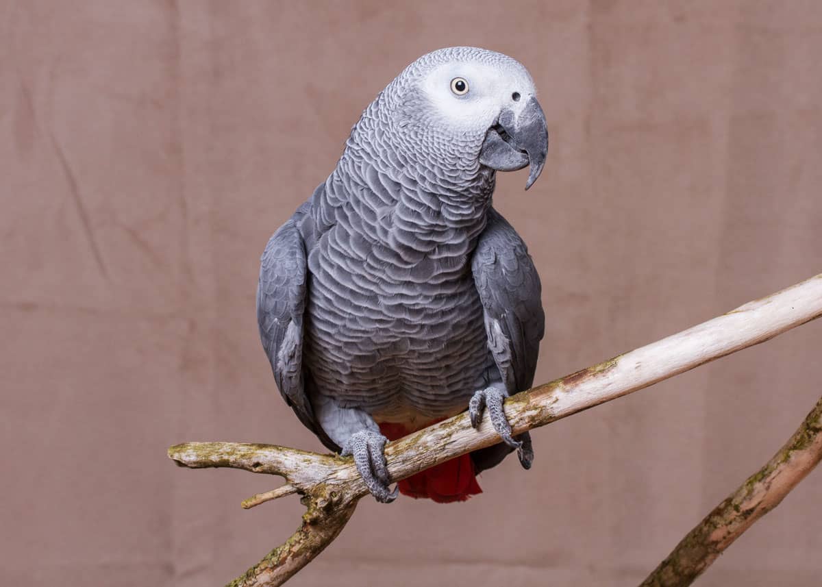 African grey parrot as pet