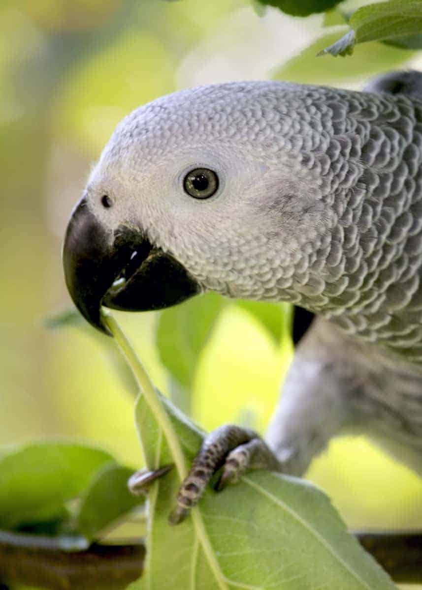 44 African Grey Parrot Facts (Complete Guide) Talkative Congo Grey Parrot |  Storyteller Travel