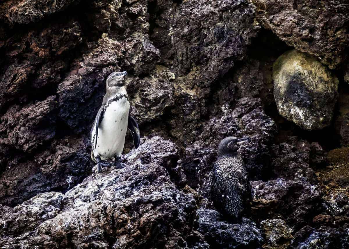 Galapagos penguin adapatations
