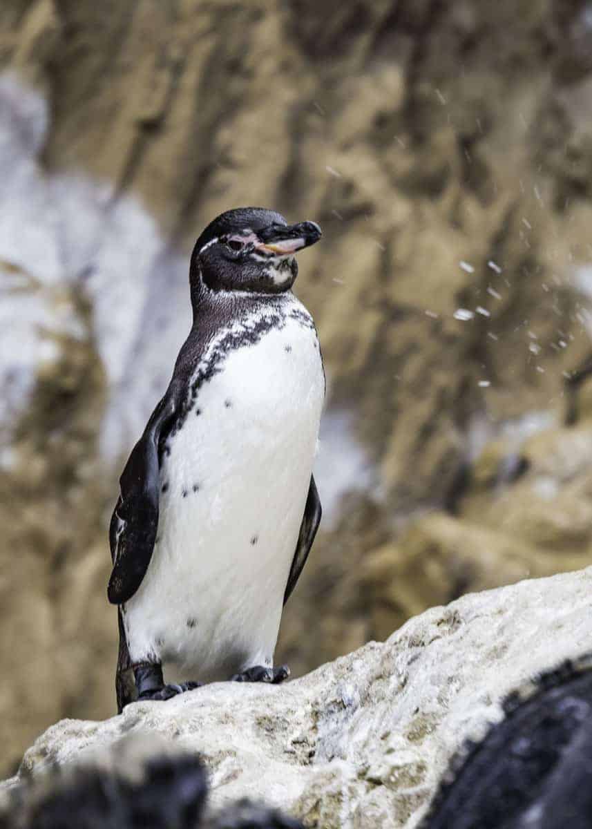 Galapagos penguin facts
